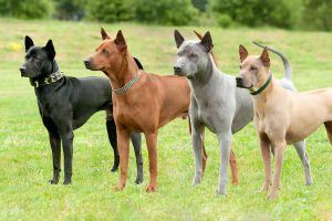 ไทยหลังอาน (Thai Ridgeback) สุนัขไทยแท้ งามสง่า น่าเกรงขาม