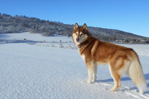 ไซบีเรียนฮัสกี (Siberian Husky) เจ้าชายแห่งป่าหิมะ