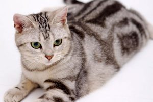 แมวพันธุ์อเมริกัน ช็อทแฮร์ (American shorthair)