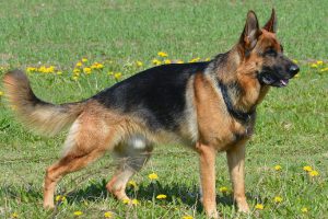 เยอรมัน เชพเพิร์ด (German Shepherd) สุนัขตำรวจแห่งเยอรมัน